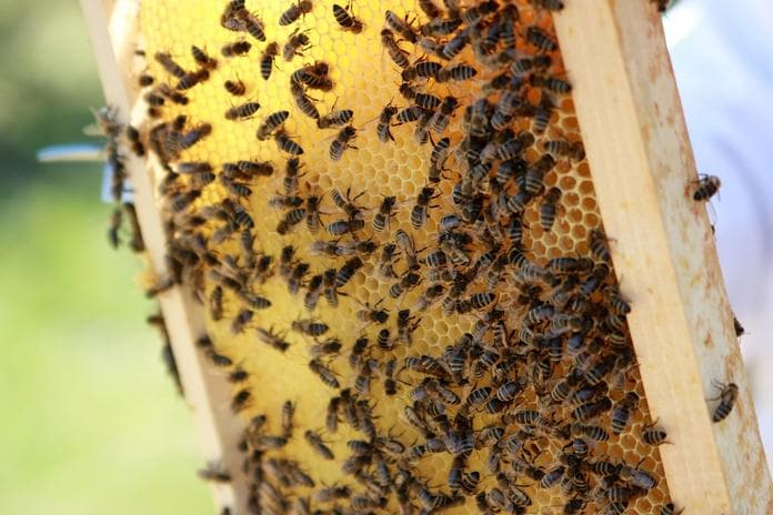 Bienen hautnah erleben