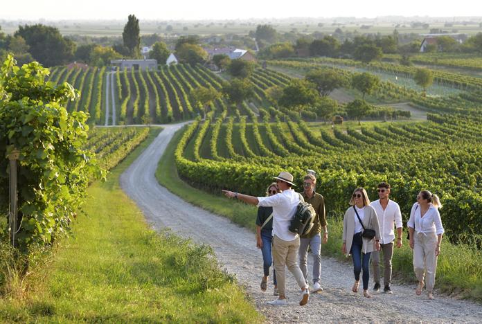WeinWanderWeg Gols Führung