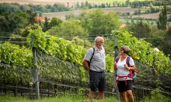 onlight Wine Walk