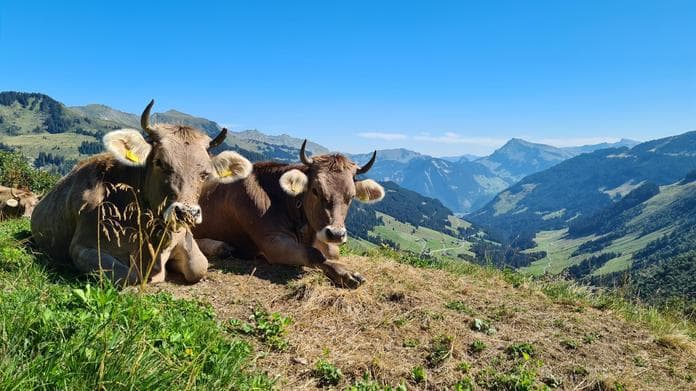 Alpkäseanschnitt Faschina - Genuss & Gemeinschaft auf Walser Art