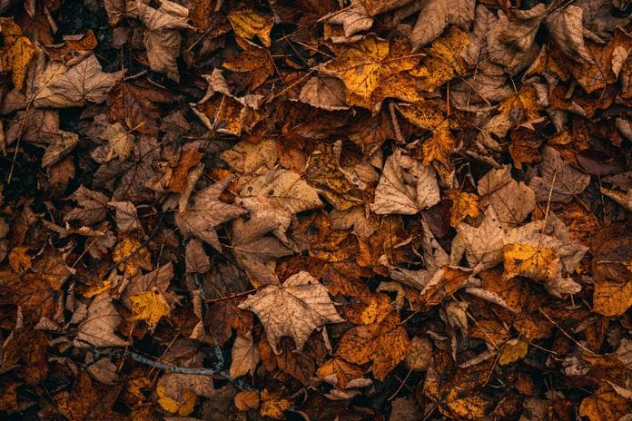 Kräuterapotheke und wilde Küche Frühherbst