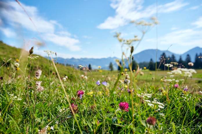 Kräuterwanderung mit Manuel