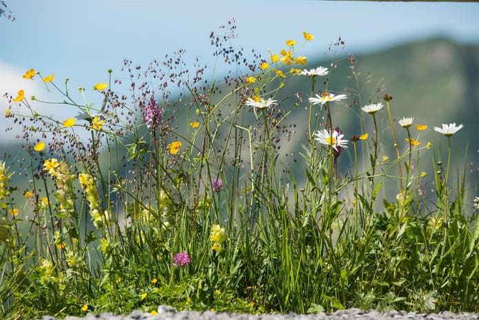 Natur erleben - für kleine Entdecker