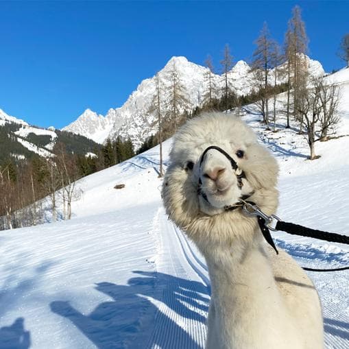 Alpaka-Wanderungen mit den Dachstein Alpakas