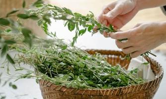 Kräuterwanderung & Workshop