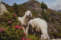 Genusstag "Ennstal Lamm"