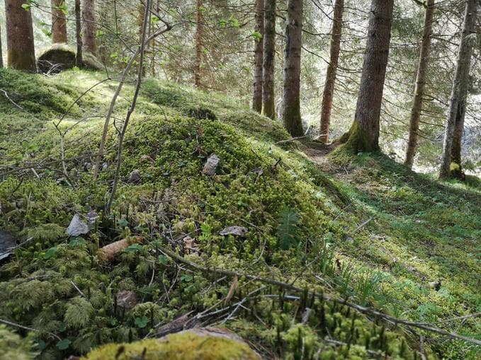 WILDES.WALD.LEBEN