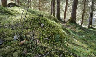 WILDES.WALD.LEBEN