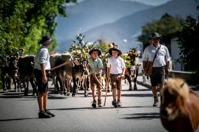 Almabtrieb am Friedrichshof in Absam