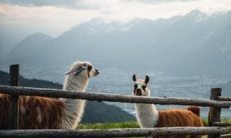 Geführte Lamatrekkingtour im Sommer