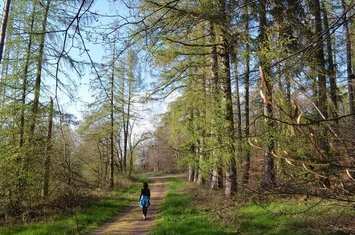 Forest Bathing with Claudia