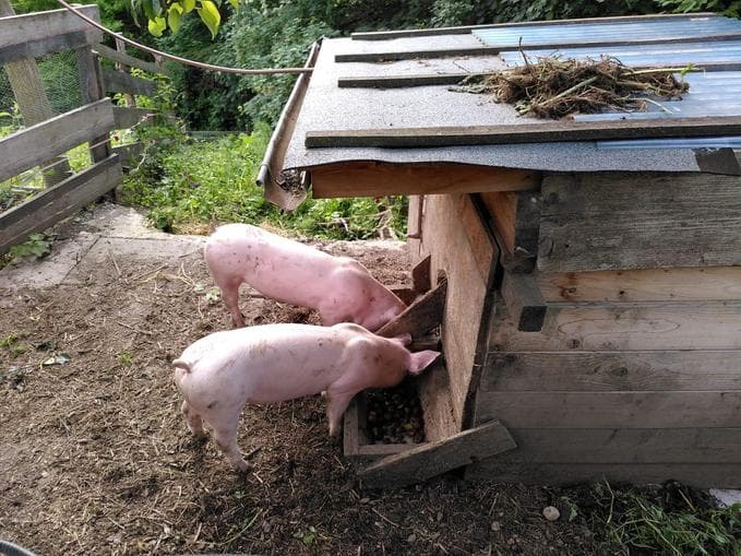 Farm Tour for Children and Families