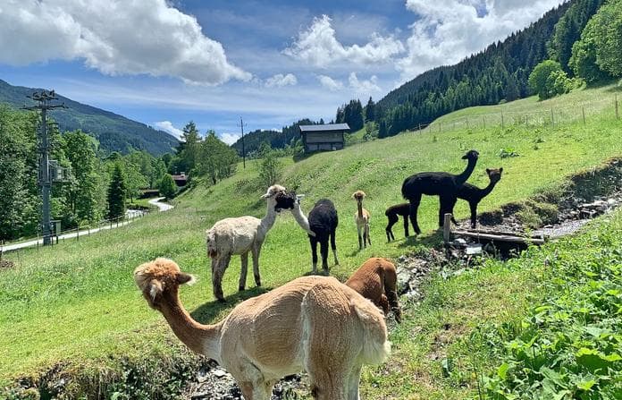 Meet, Greet & Walk mit Alpakas