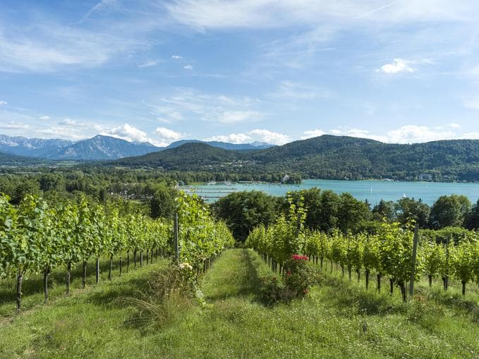 Spaziergang im Stadtweingarten inkl. Weinverkostung