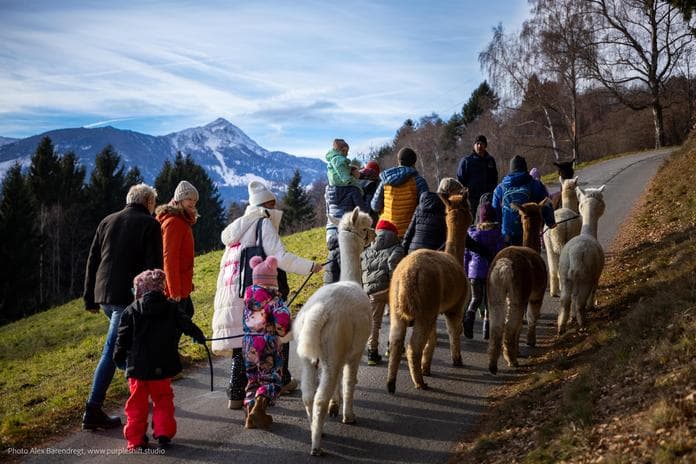Alpaka-AusZEITwanderung am Berg