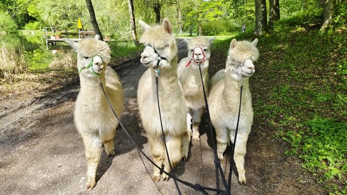 Spaziergang mit den Alpakas
