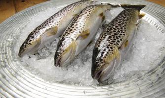 Slow Fish & Wine Tafelrunde im Hotel Lindenhof