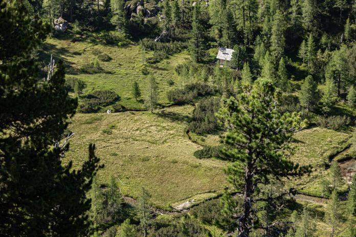 Naturerlebnis Kaponigtal: Moosboden