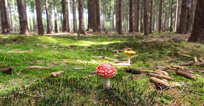 Pilzexkursion - Auf den Spuren der Edelsteine des Waldes