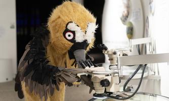 Bärbl Bartgeier kommt ins BIOS Nationalparkzentrum