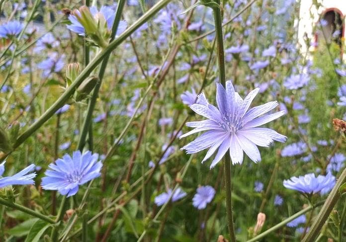 Natürlich im Gleichgewicht | Heilpflanzen & Detox
