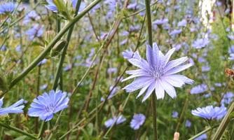 Natürlich im Gleichgewicht | Heilpflanzen & Detox