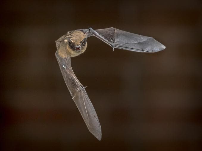 Batnight – Fledermausnacht im Naturpark Weißensee
