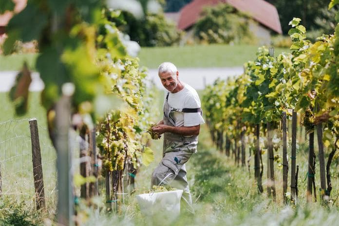 Kultur, Wein und Kulinarik