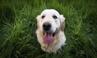FELLIVAL - Hunde & Outdoor Festival