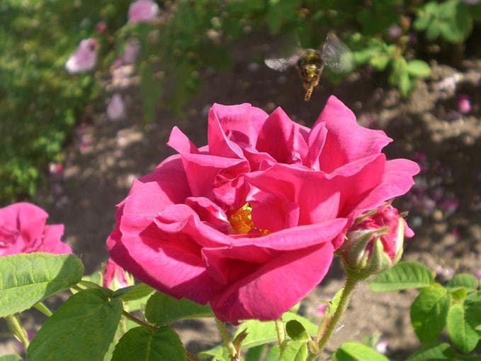 Rose Festival "Saturday Night Fever" at Hotel Balance
