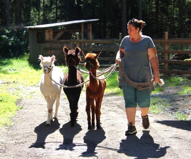 Spaziergang mit Alpakas