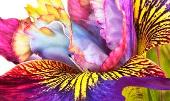 Ausstellung: Josh Westrich - Iris-Lichtbild-Regenbogen