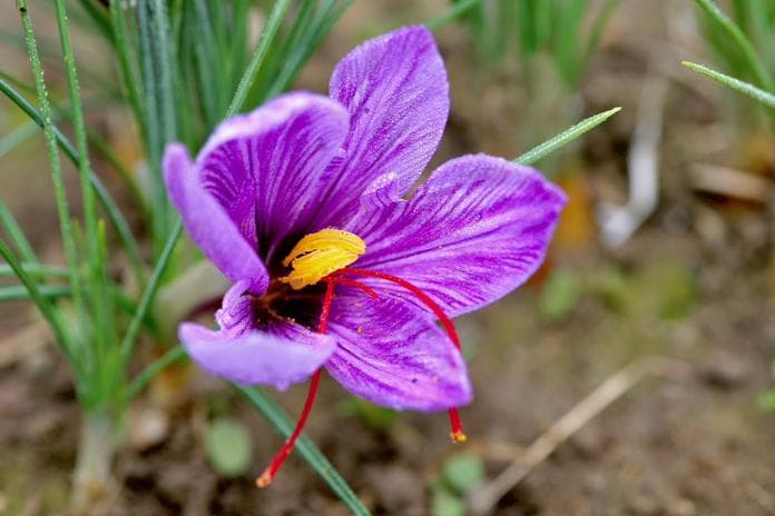 Safran zum Selbstpflücken