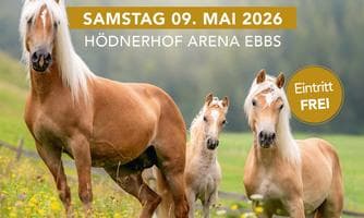 Haflinger Vereinsausstellung