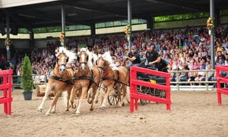 Haflinger Show