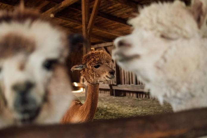 KINDERPROGRAMM - Lama- und Alpakaabenteuer in Schwoich