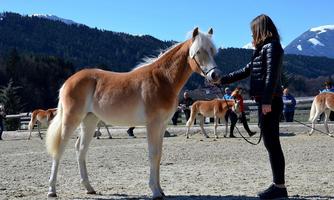 Jährlingsbeurteilung - Tiroler Haflinger Pferde