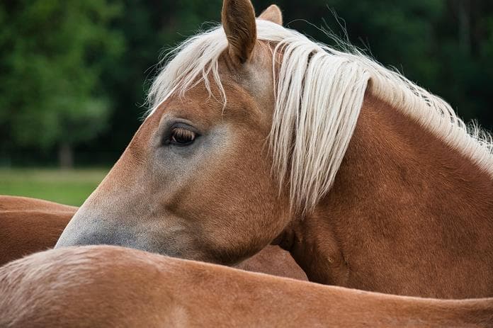 Haflinger Erlebnistag Fohlenhof Ebbs
