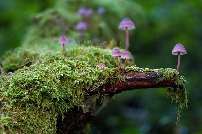 Lichens and Mosses - Day Seminar