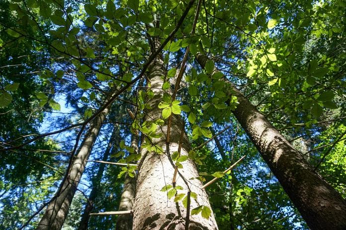 Erlebe den Wald mit allen Sinnen