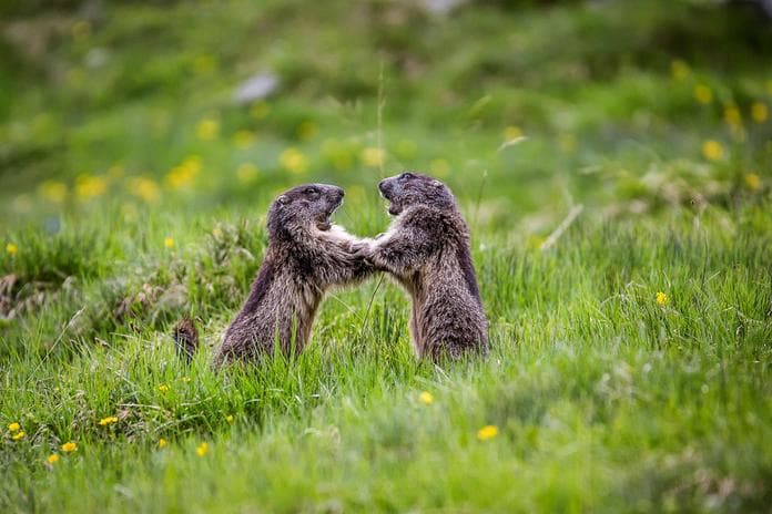 Rangertour: "BIG FIVE - Wildtierbeobachtung"