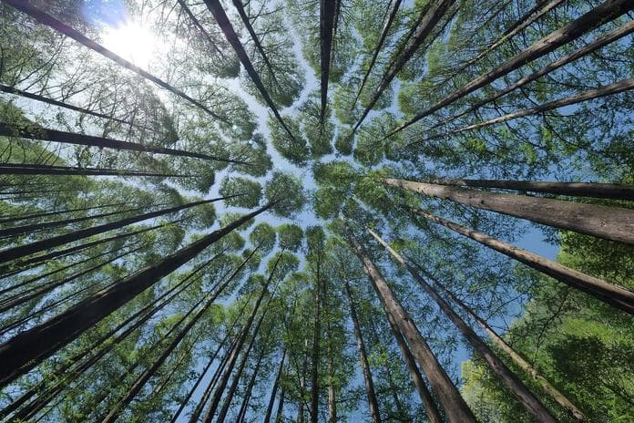 Bewusstes Wandern "Bewegt im Park"