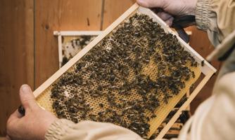 Bienenlehrpfad-Führung am Pillersee