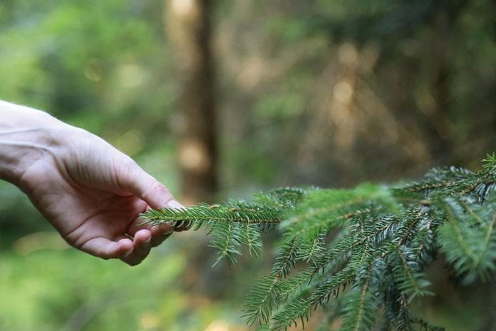 Gemütliche Wanderung mit Waldbaden