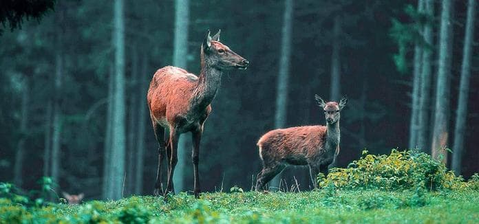 Im Tal der Rotwildes
