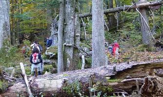 Am Weg zur Waldwildnis