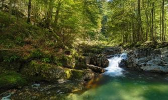 Kühle Wasser, wilde Wälder