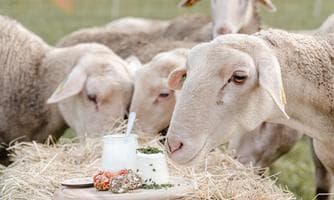 Von der Milch zum Käse - Führung | Verkostung