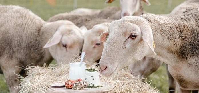 Von der Milch zum Käse - Führung | Verkostung