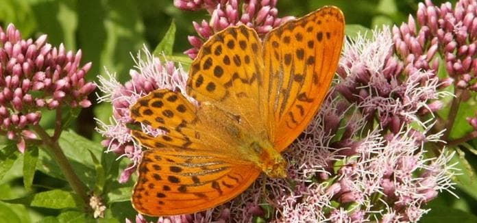Fliegende Edelsteine - Tagfalter